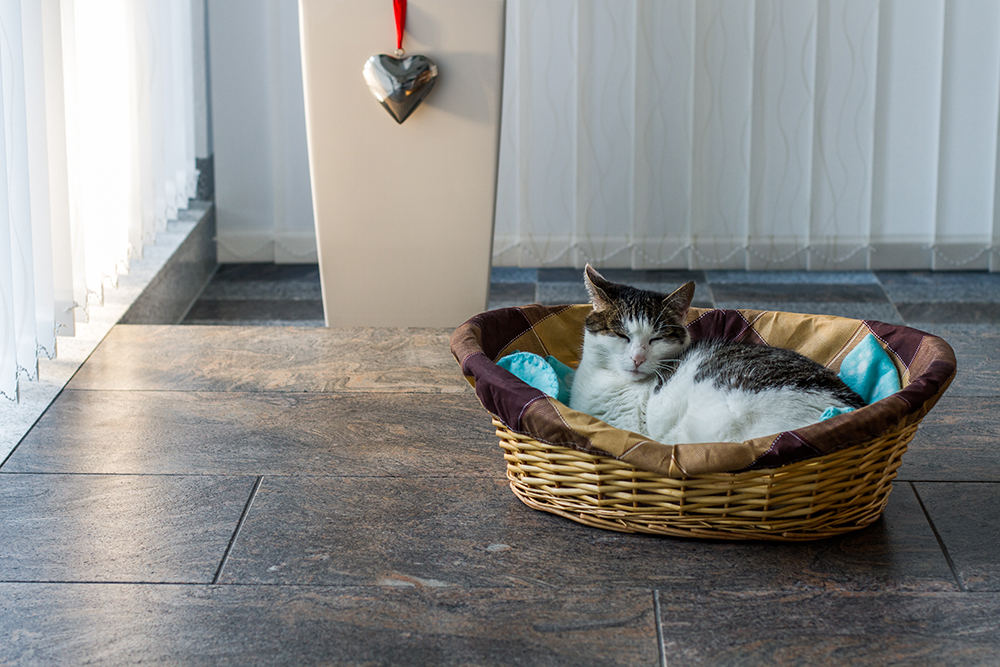 Katze Niki im Paradis(o)